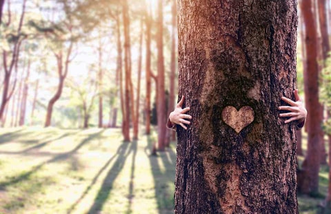 Tre i skogen med hjerte i, til illustrasjon for etiske retningslinjer