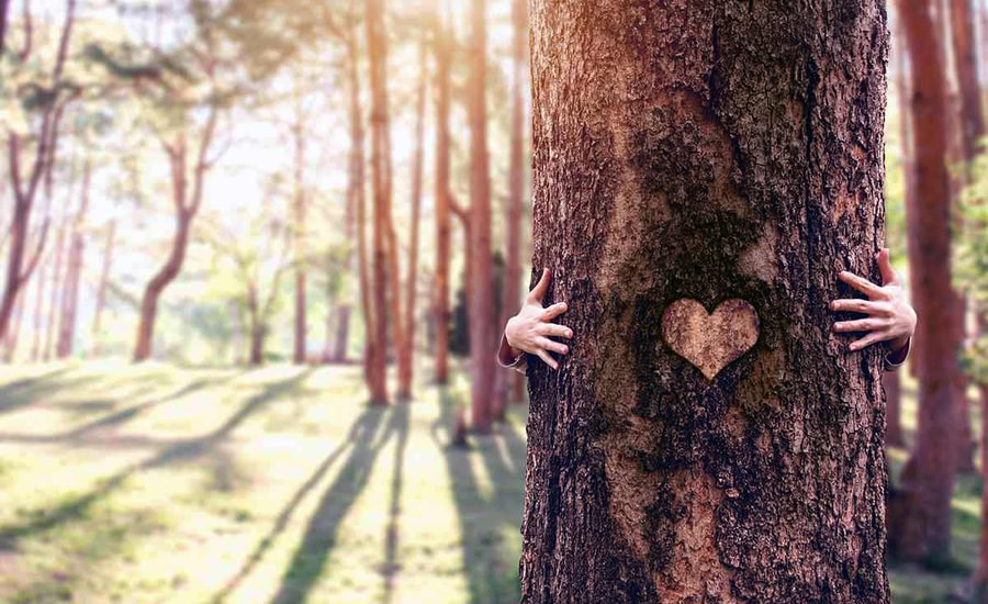 Tre i skogen med hjerte i, til illustrasjon for etiske retningslinjer