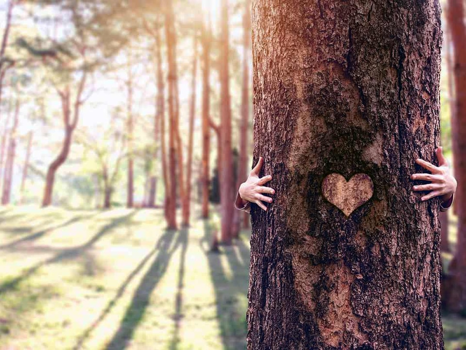 Tre i skogen med hjerte i, til illustrasjon for etiske retningslinjer