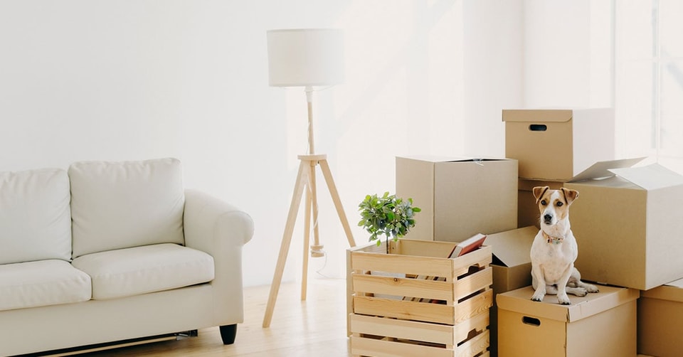 Hund sitter på flyttekasser i en stue, til illustrasjon for boligdrømmen